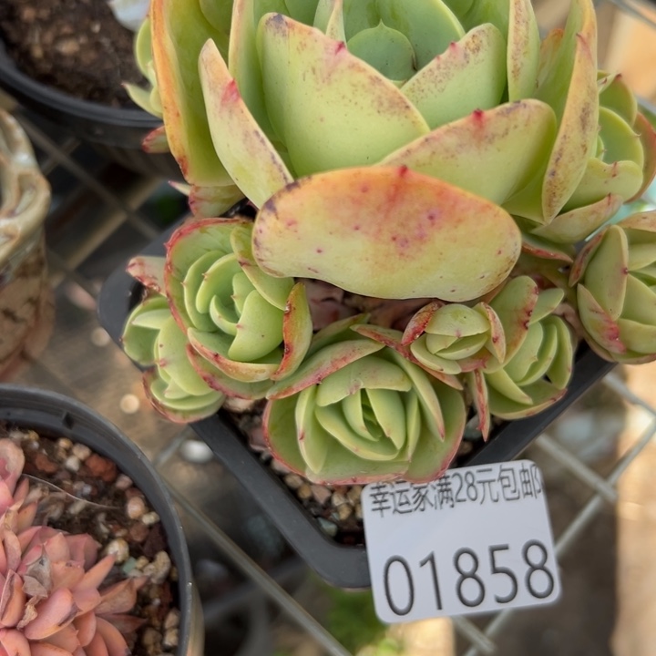 幸运儿是一位非常优秀