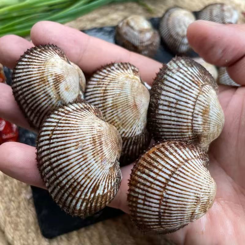 大连鲜活毛蚬子小赤贝鲜甜美味海鲜3斤装5斤装