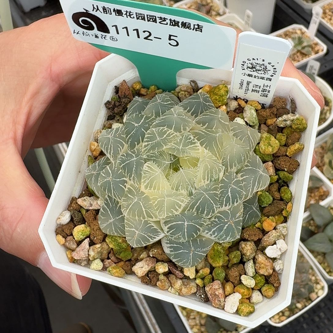 从前慢花园多肉编号12卷1112-5