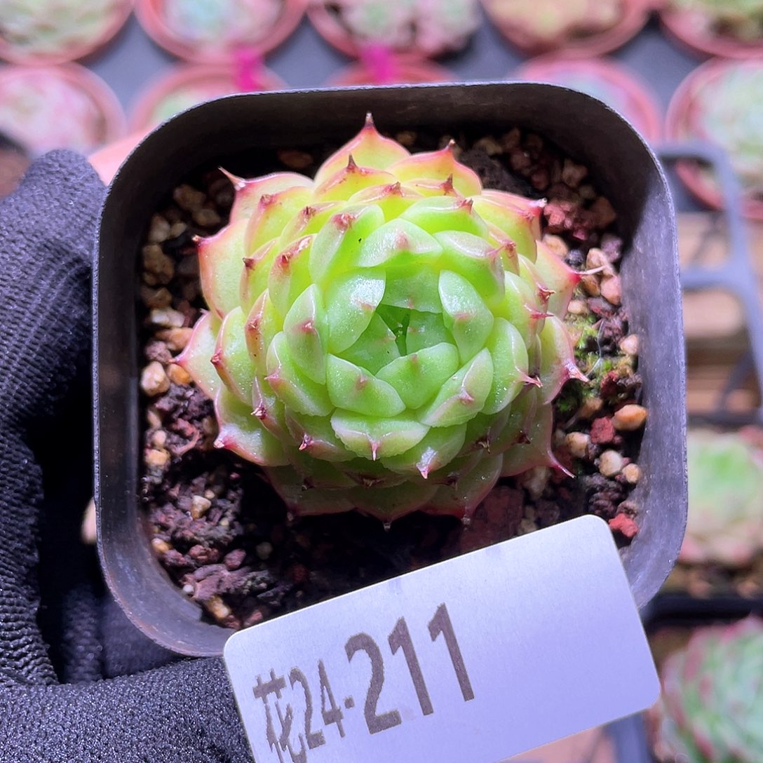 花利美24-211海王