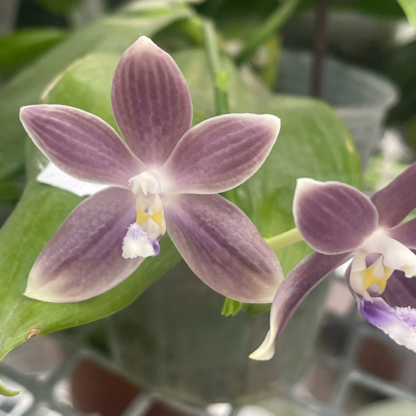 蝴蝶兰原生盾花【灰蓝盾】1.7宝宝苗无根介意勿拍兰花蝴蝶花