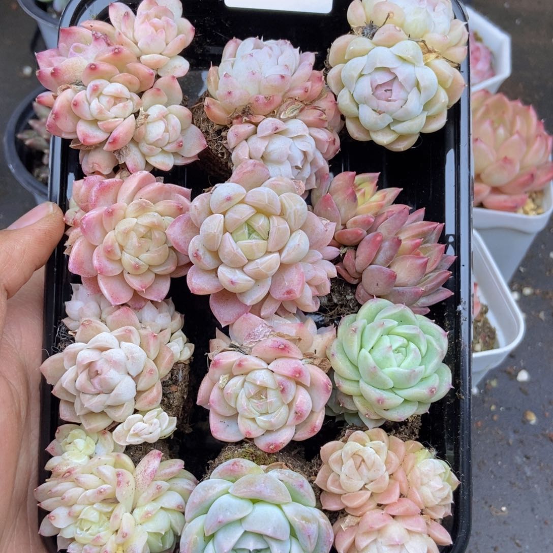 春泥家一单包邮N26