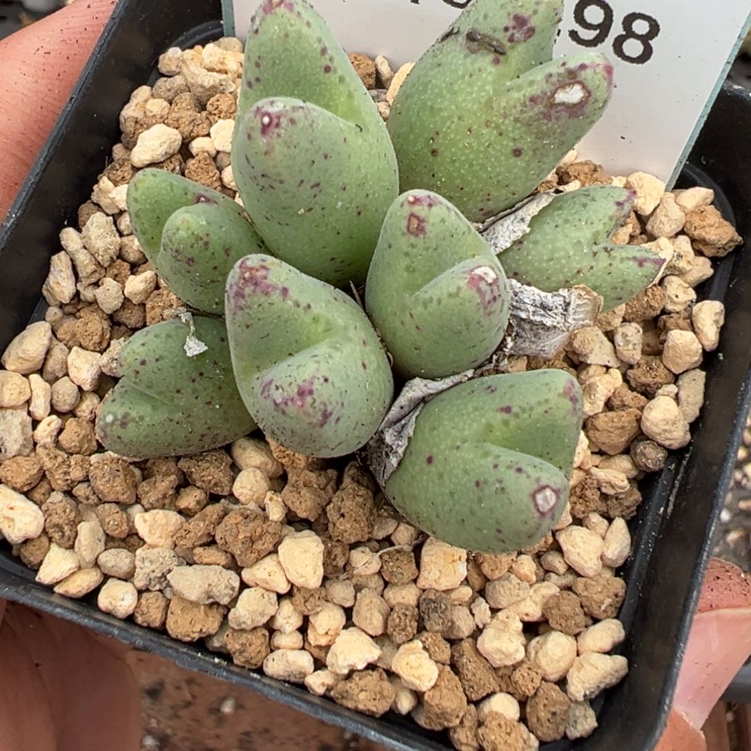 菲***菲8-198肉锥多肉植物大战