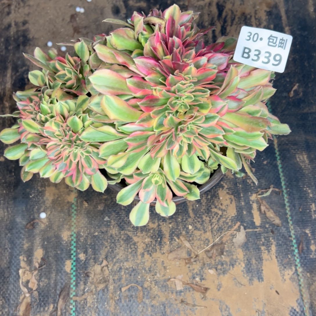 339红秀缀多肉侧枝不包