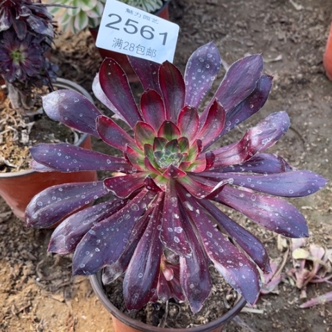 乌拉多肉多肉2561