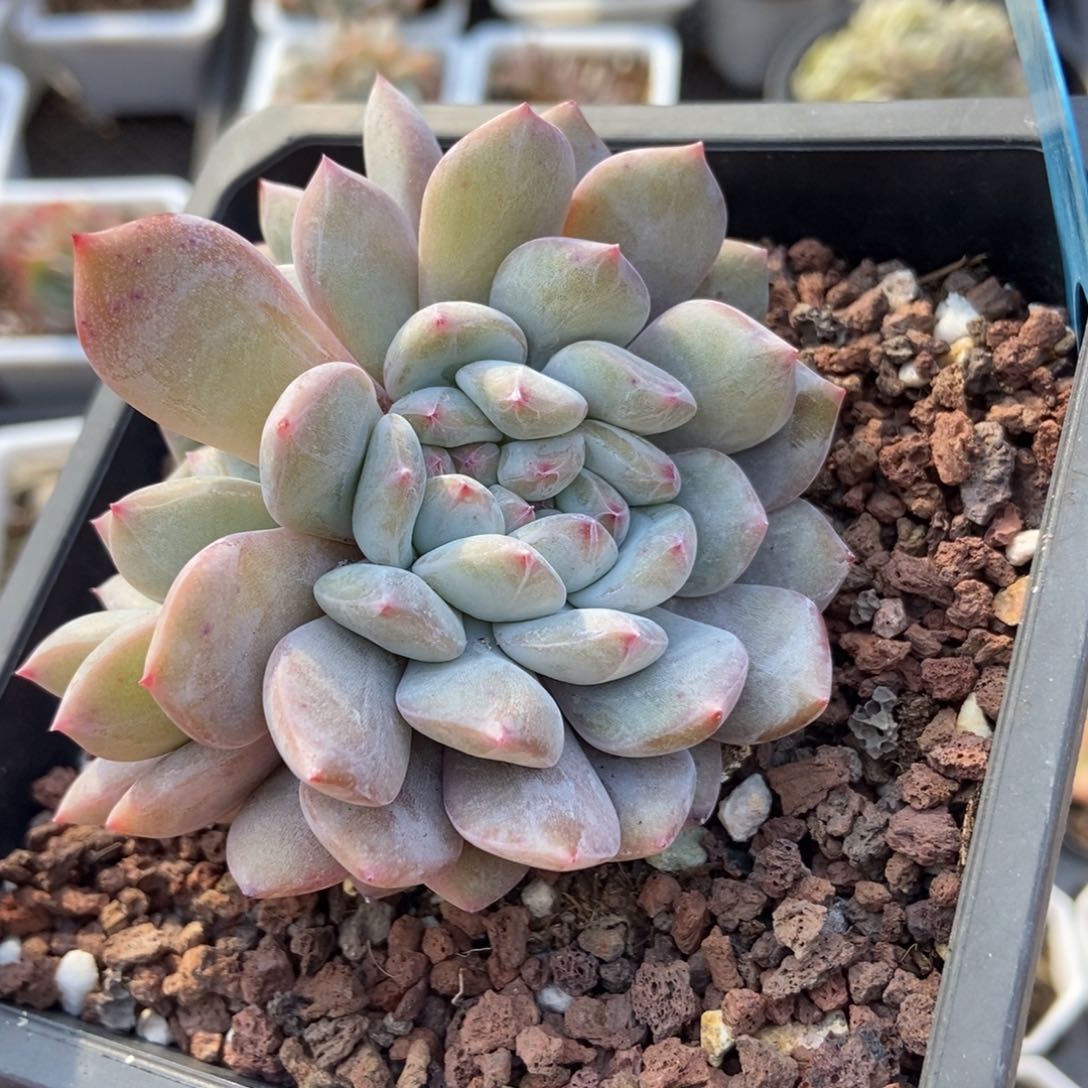 048橙子缀多肉植物保护