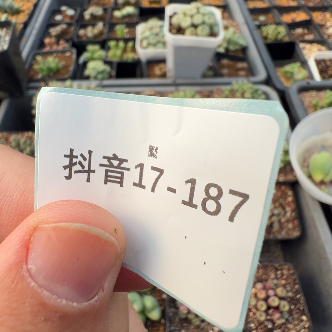 *****17-187肉锥多肉植物