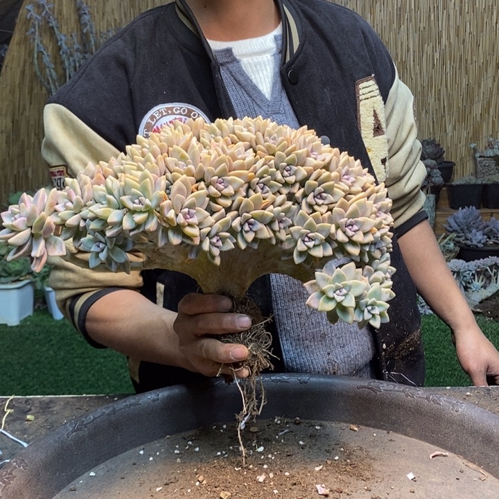 ₍***米326 号淡雪多肉植物