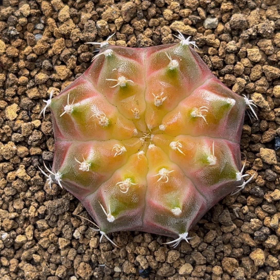 金黄轮回 米哈仙人球