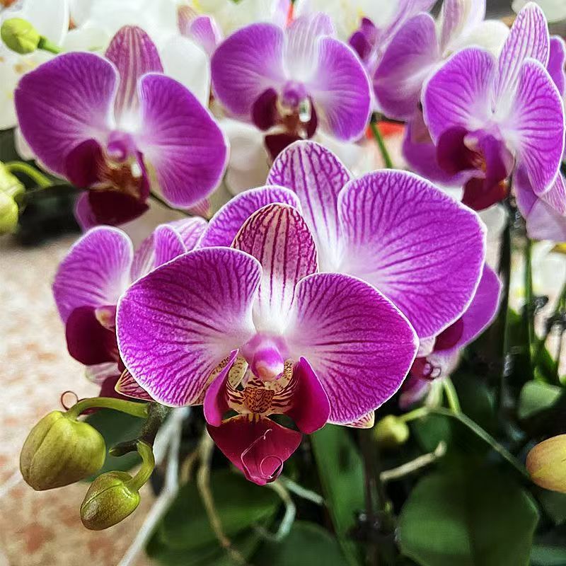 【太阳神】高品质蝴蝶兰带花带花苞耐养易活