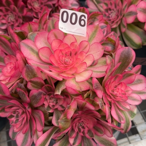 006荔枝20厘米左右