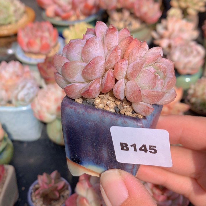 一物一拍含盆土满38包邮B145