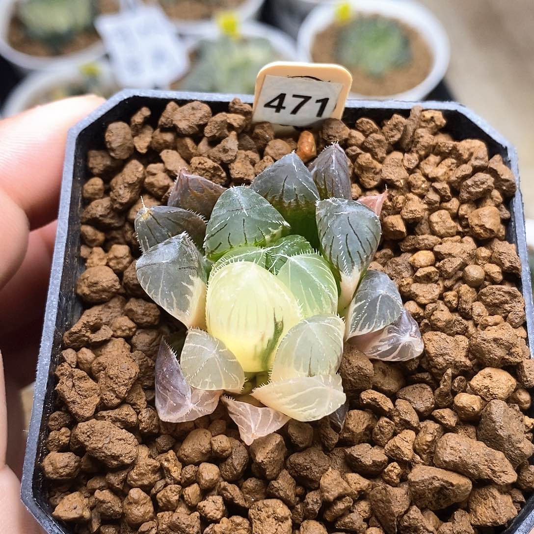 红陶471号巨大赤线玉露锦