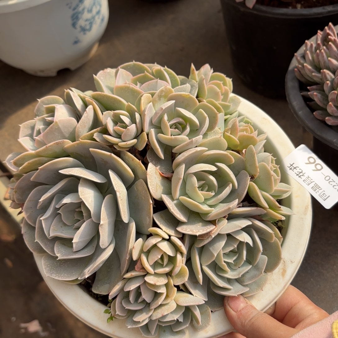 同温层多肉鲁氏66