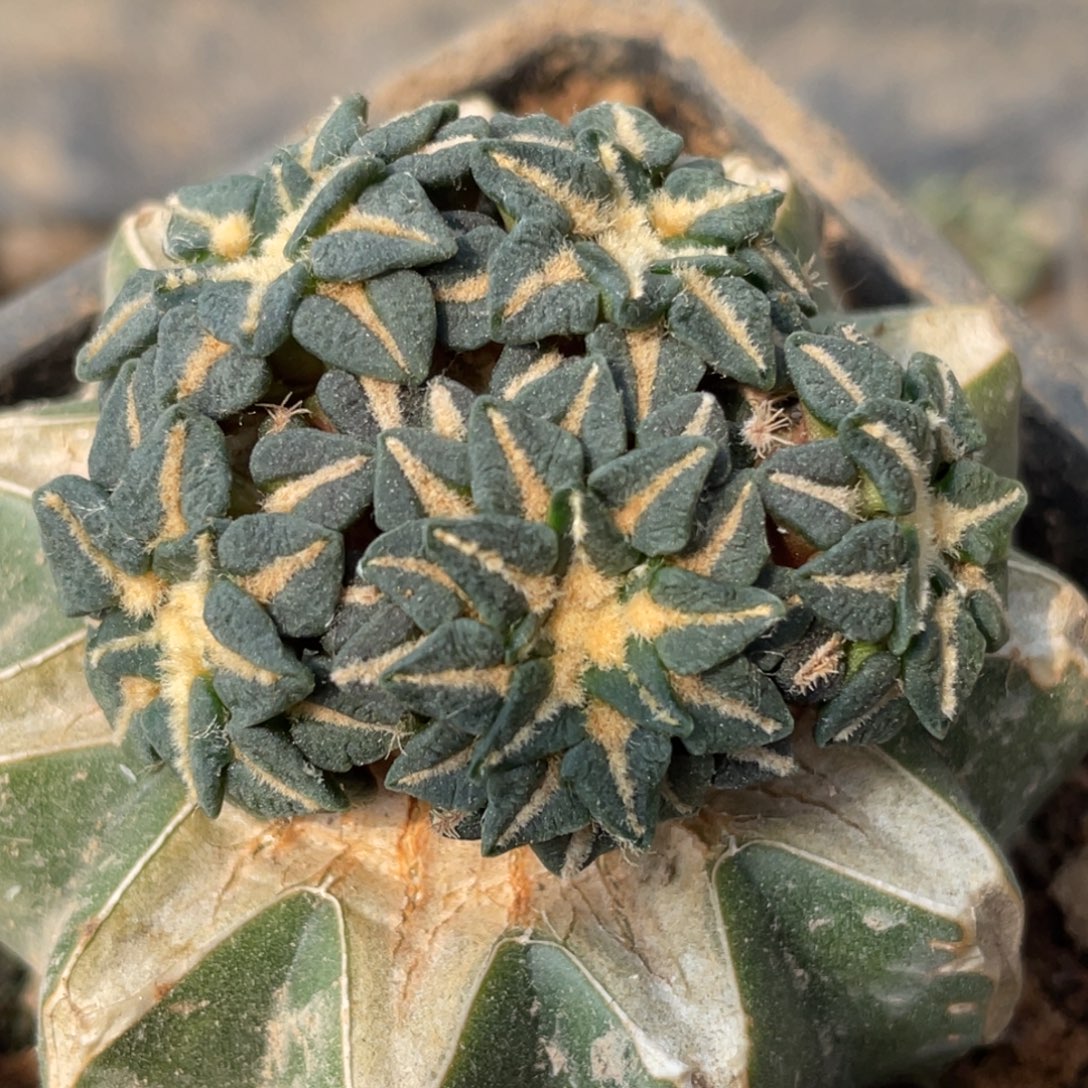 全部花朵馒头姬牡丹呢群体