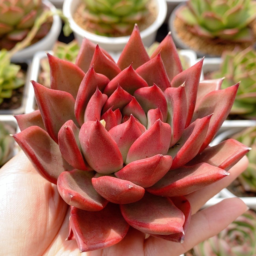 143 号东云系多肉植物