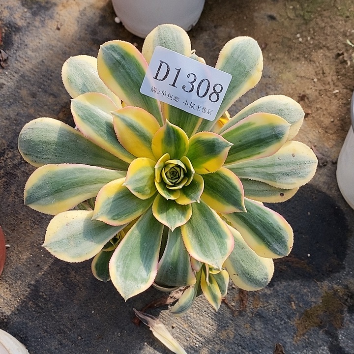 1306灿烂多肉发货叶片有黑斑