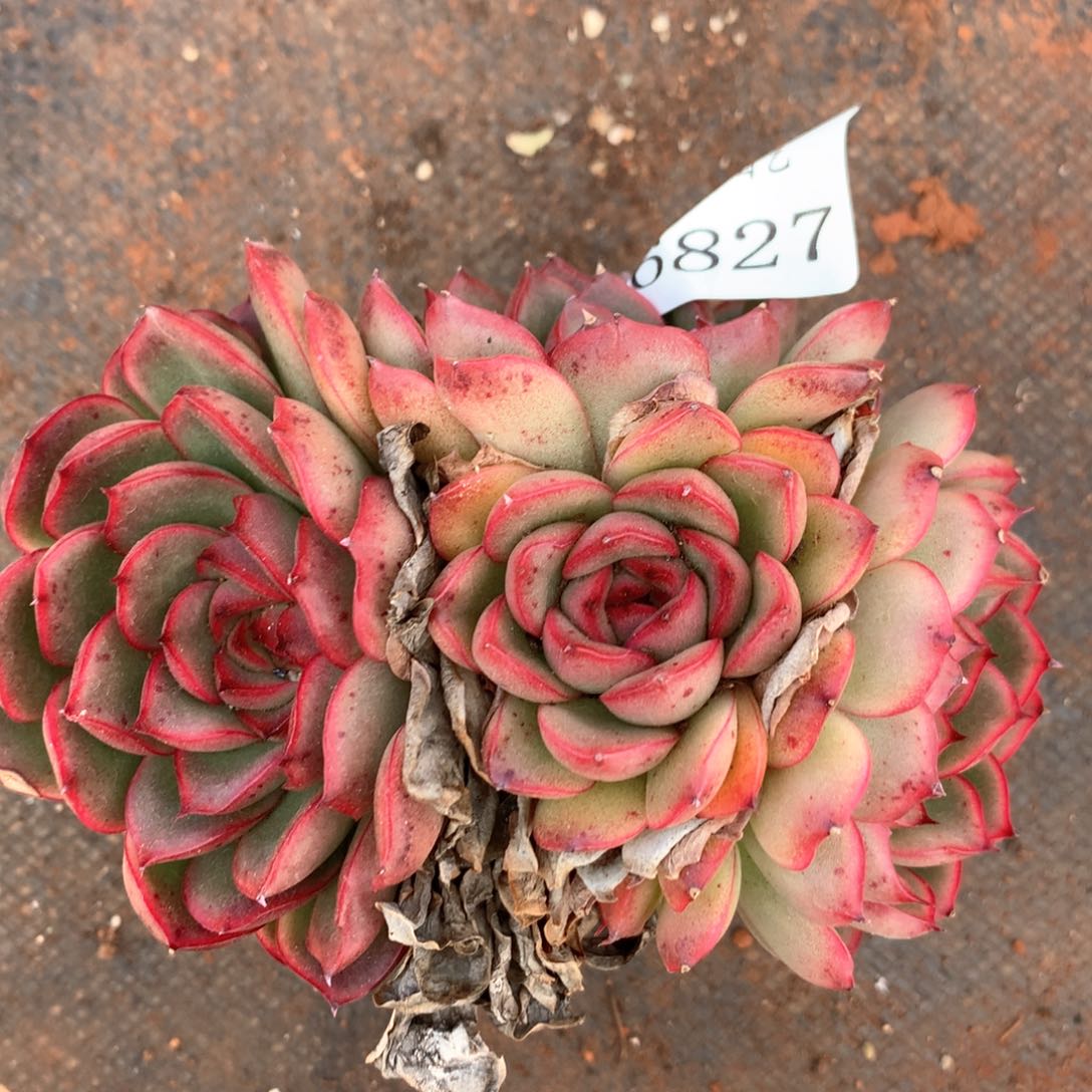 6827杂交多肉植物