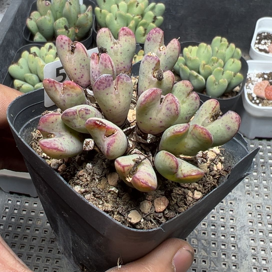 【闪购商品】 575。  瑕疵。 