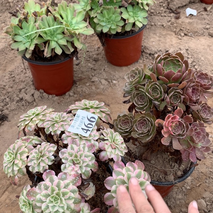 466铜壶白➕黑魔1