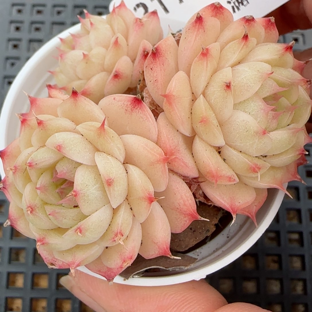 花语逸境0216-217