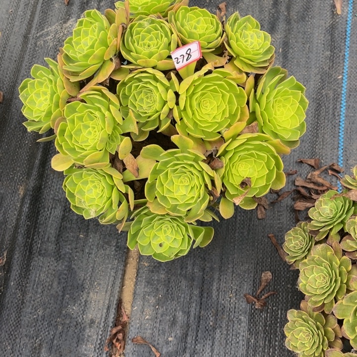 278雨荷多肉植物法师