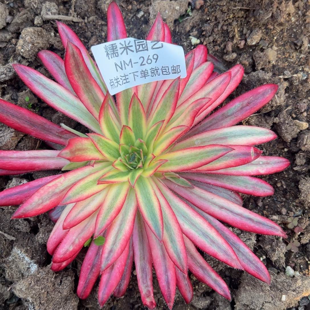 朱雀多肉植物269