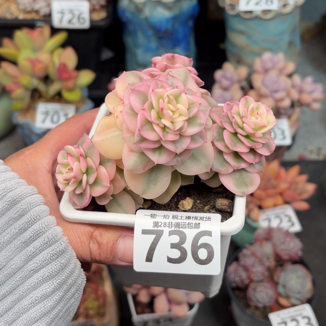 腊牡丹锦无盆土发货