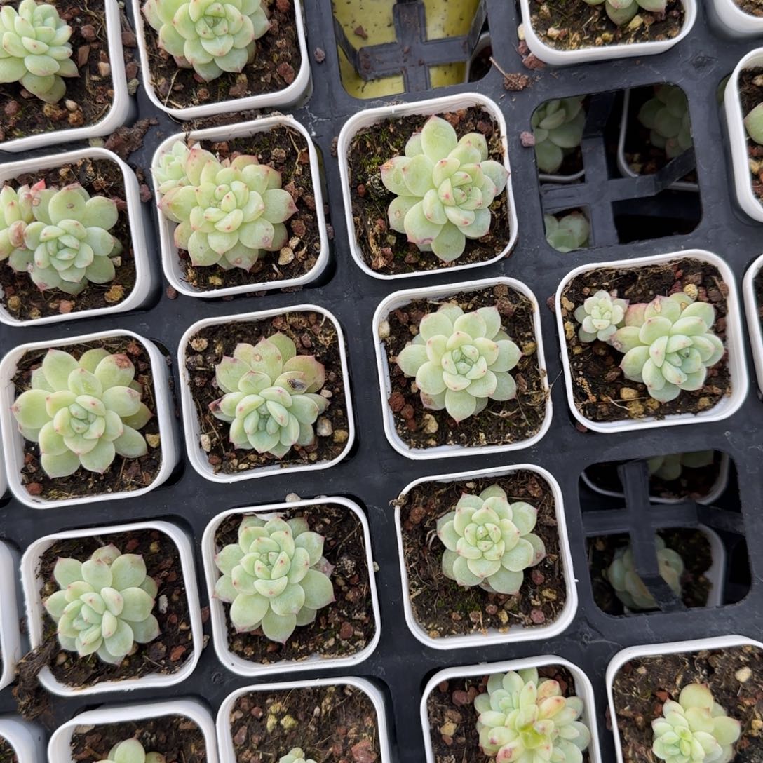 寒绯2盆，满25包邮