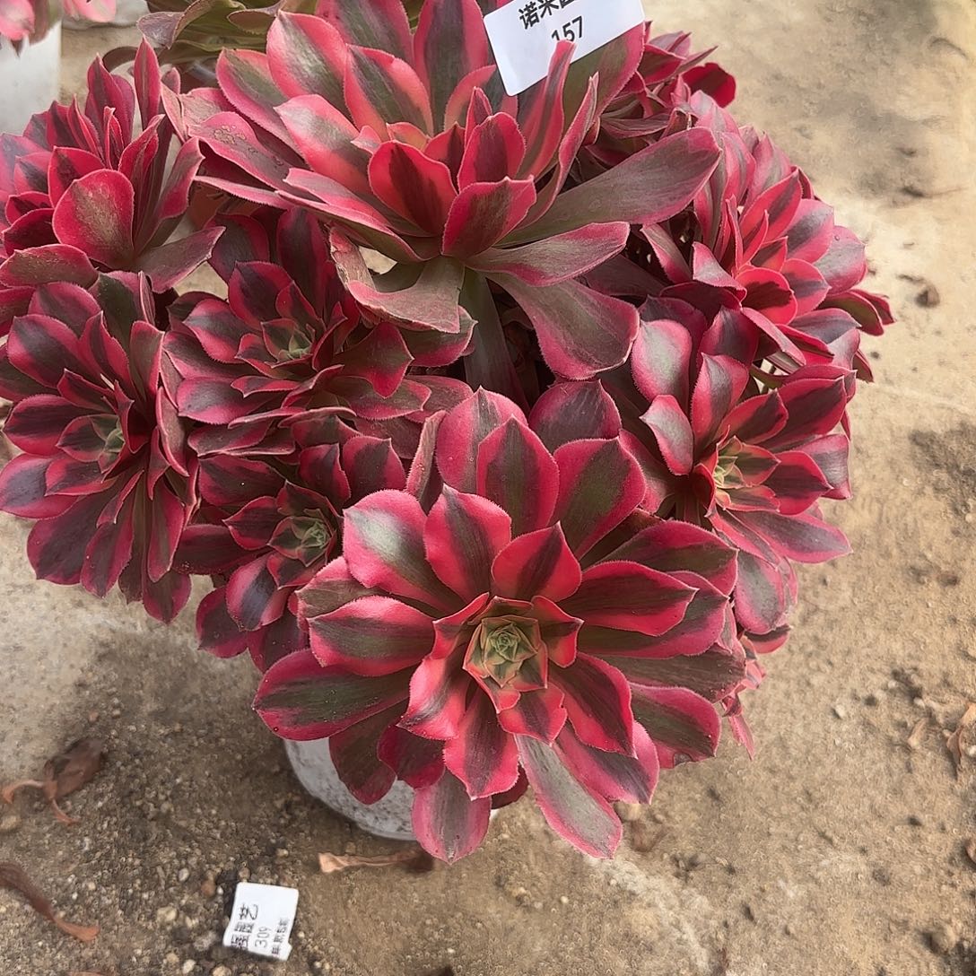 女妖多肉植物大颗157