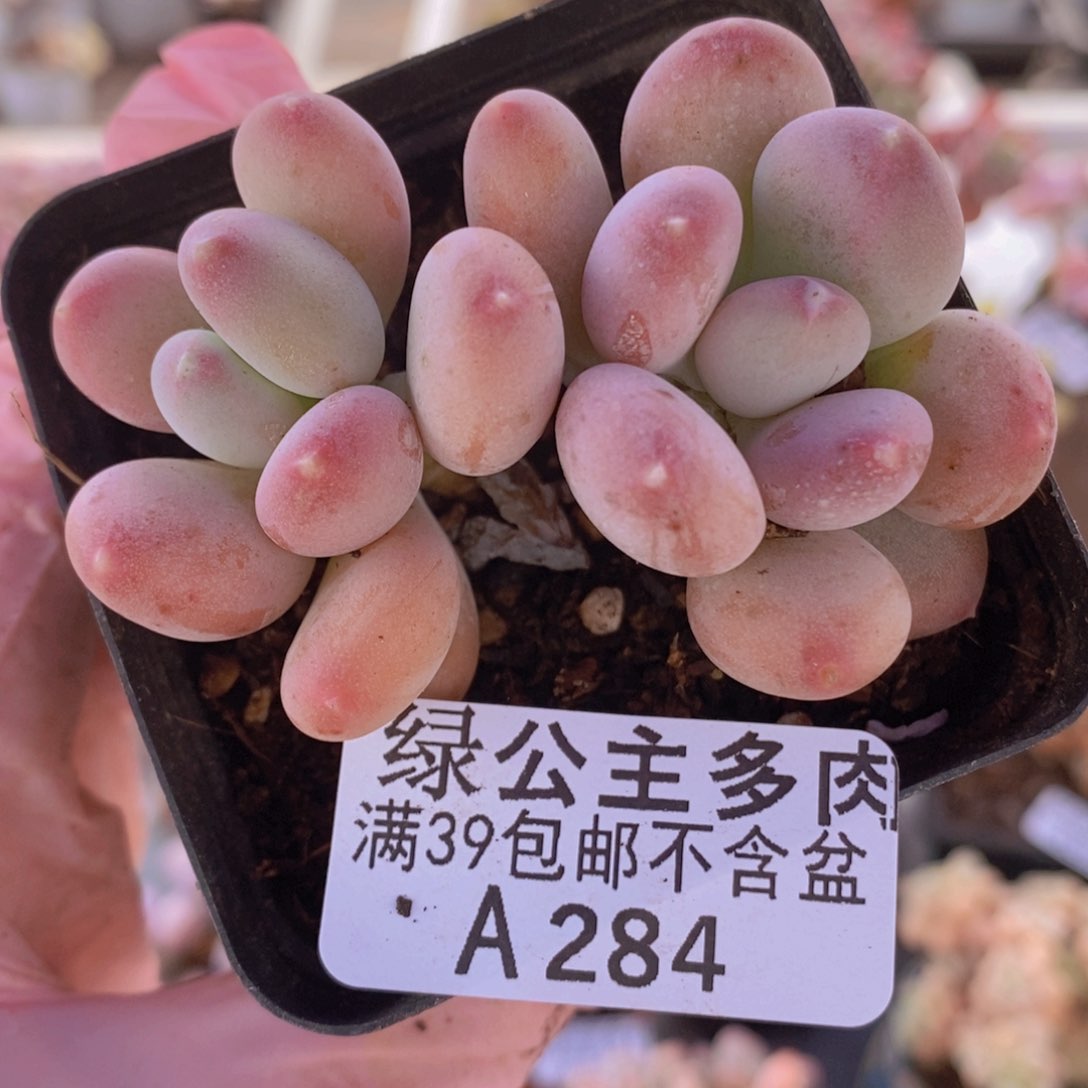 稻田姬5cm284多肉植物