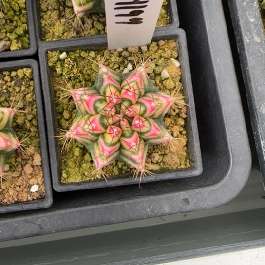 199-0222花田脱土发多肉