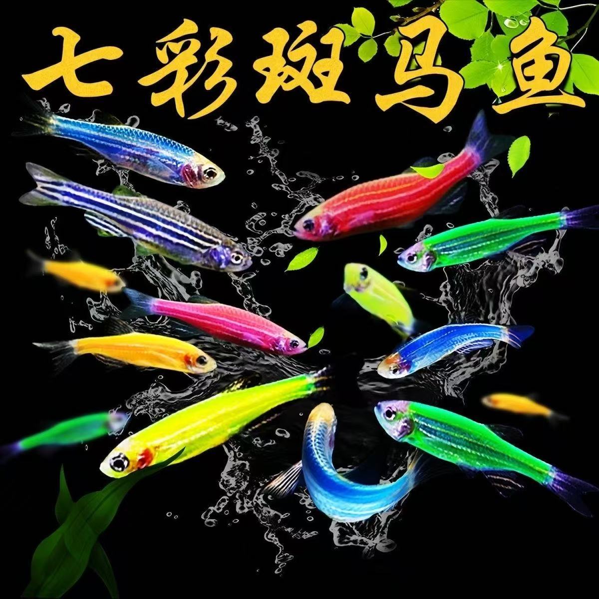 七彩斑马鱼观赏小鱼热带鱼淡水鱼活鱼新手好养耐活