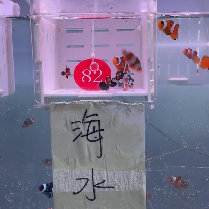 海水鱼混搭7条2-3含1短文黑色