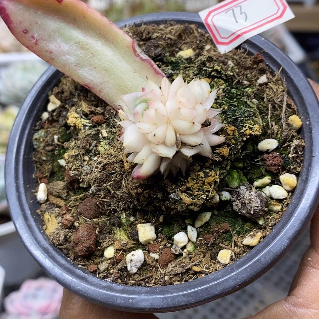 3173 不知名花脸锦自然群 需延时发货