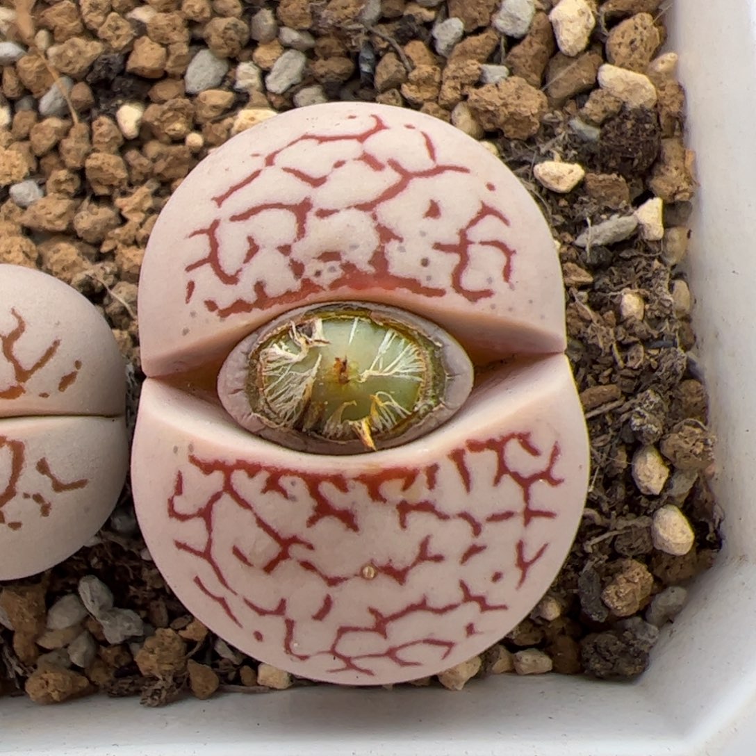 石***派0338号大白 多肉植物