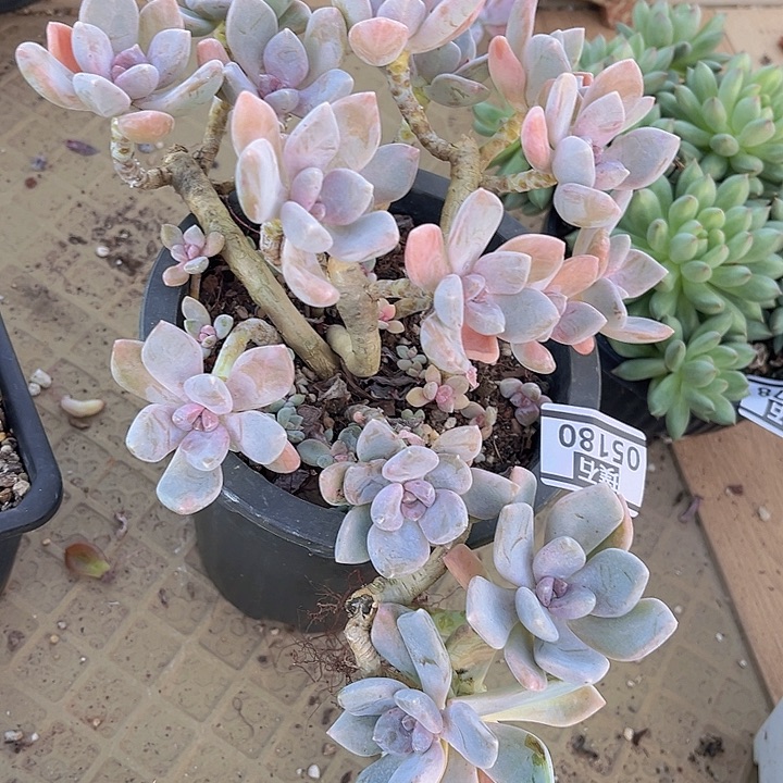 东美人05180多肉植物