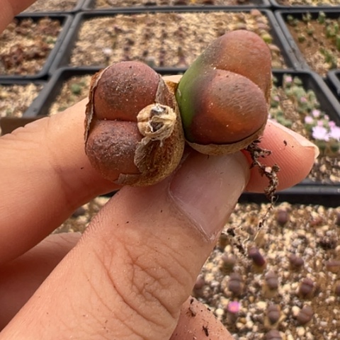 190 好看的多肉冲冲冲、有瑕疵