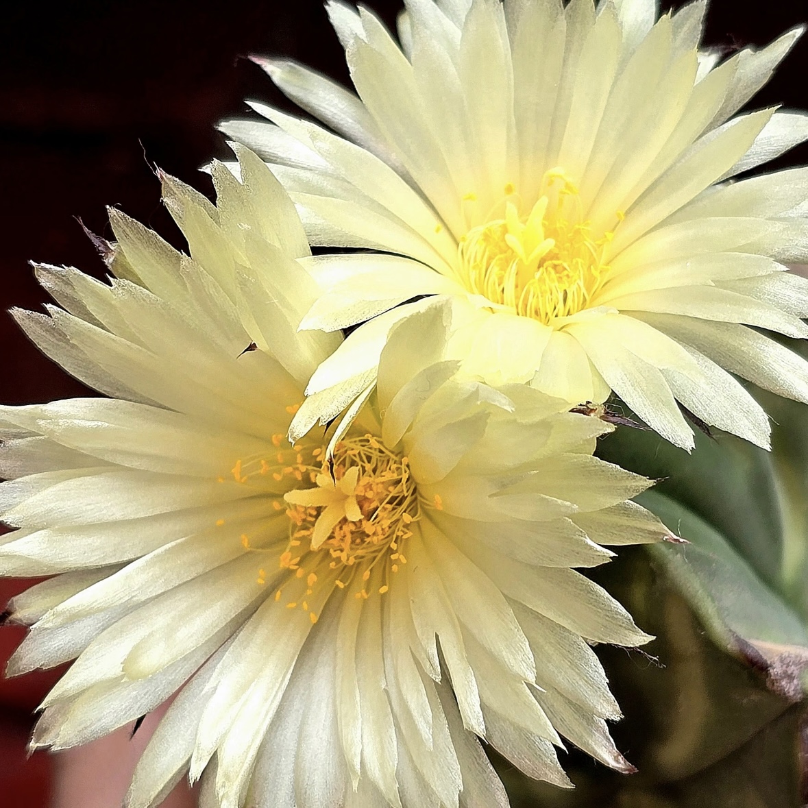 大号鸾凤玉（挑轻微龟甲）      仙人球漳州基地直发 新手好养