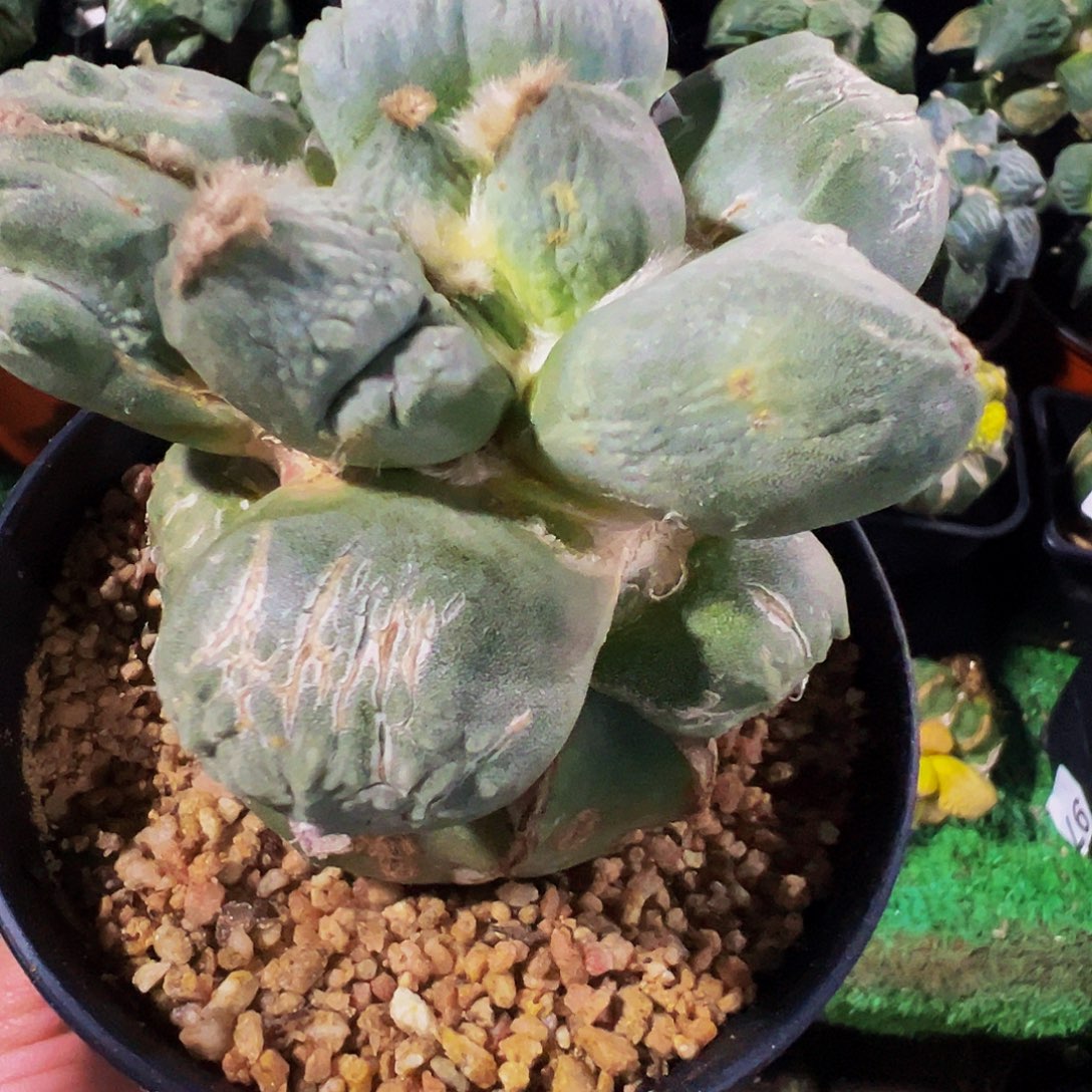 无花朵白肌蛋尤怒涛515