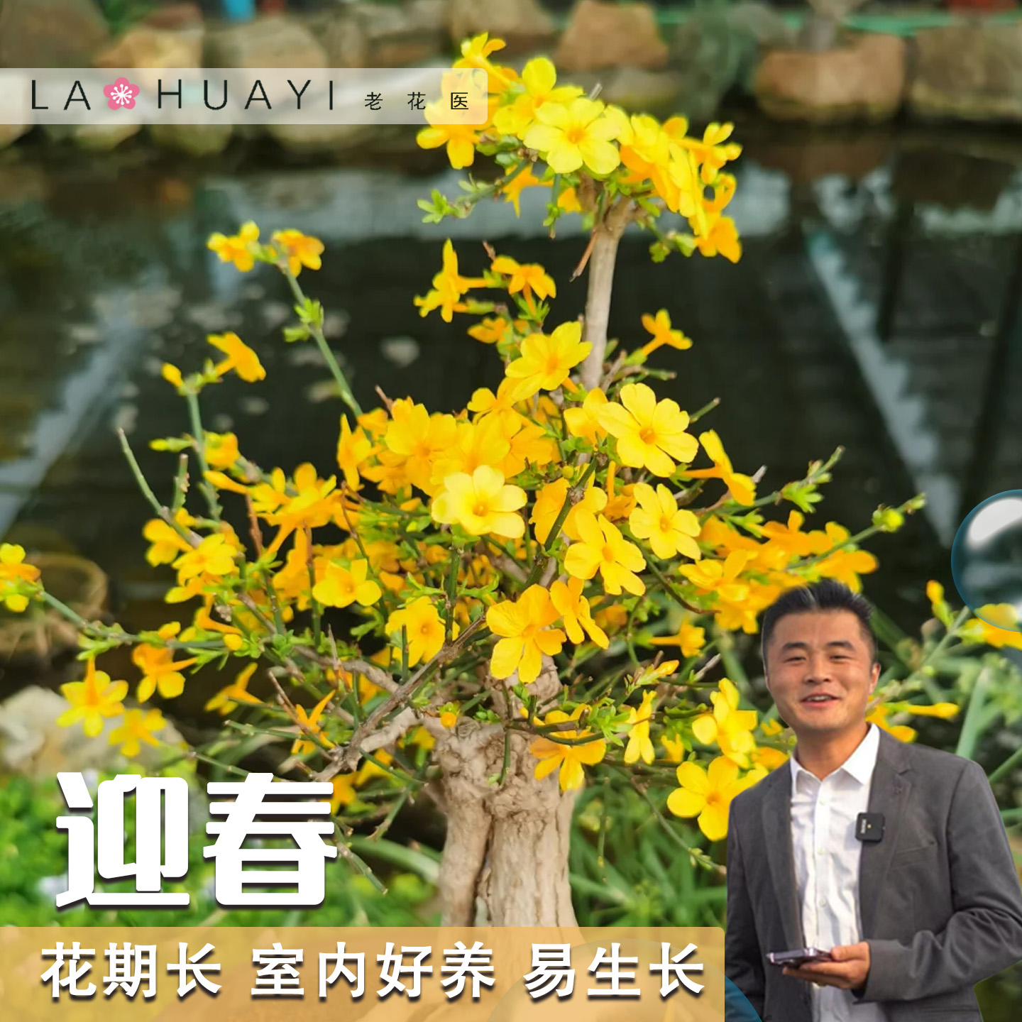迎春花卉盆景绿植盆景客厅卧室阳台易养
