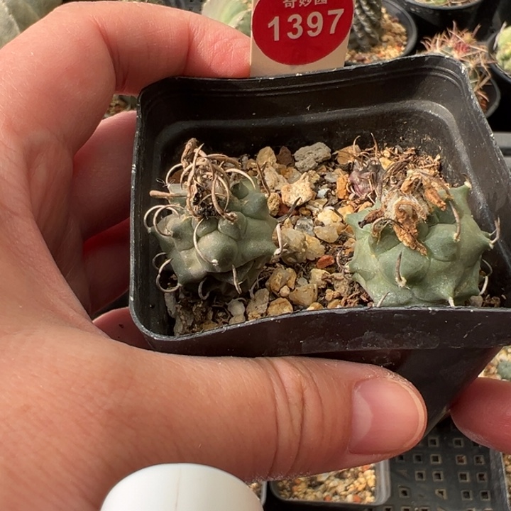 实生娇丽一盒打包