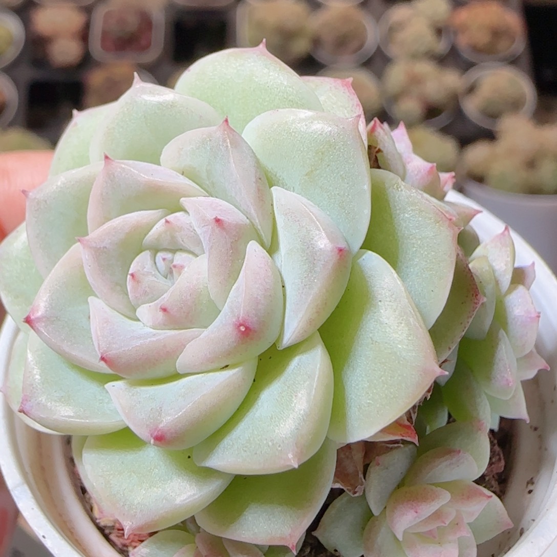 花语多肉1225-107散