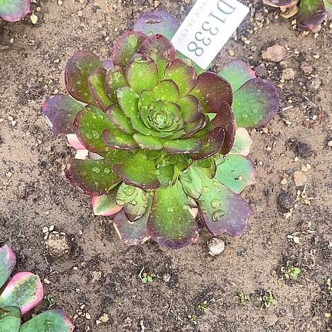 1338雨荷多肉法师