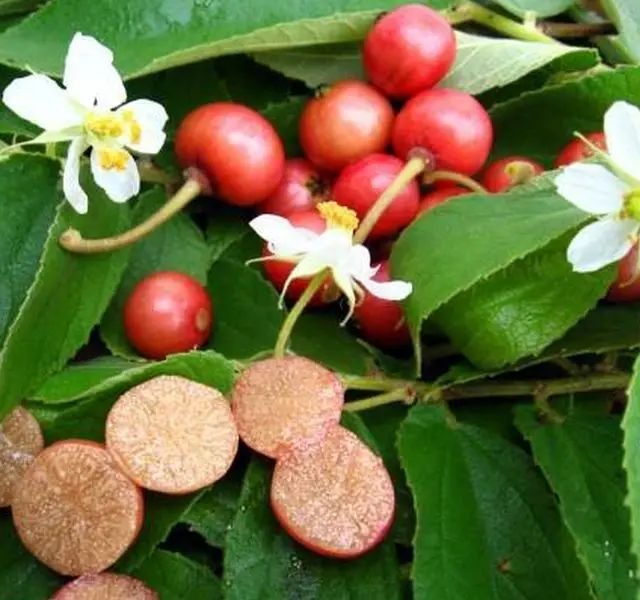 文定果植物种子布丁杮树苗