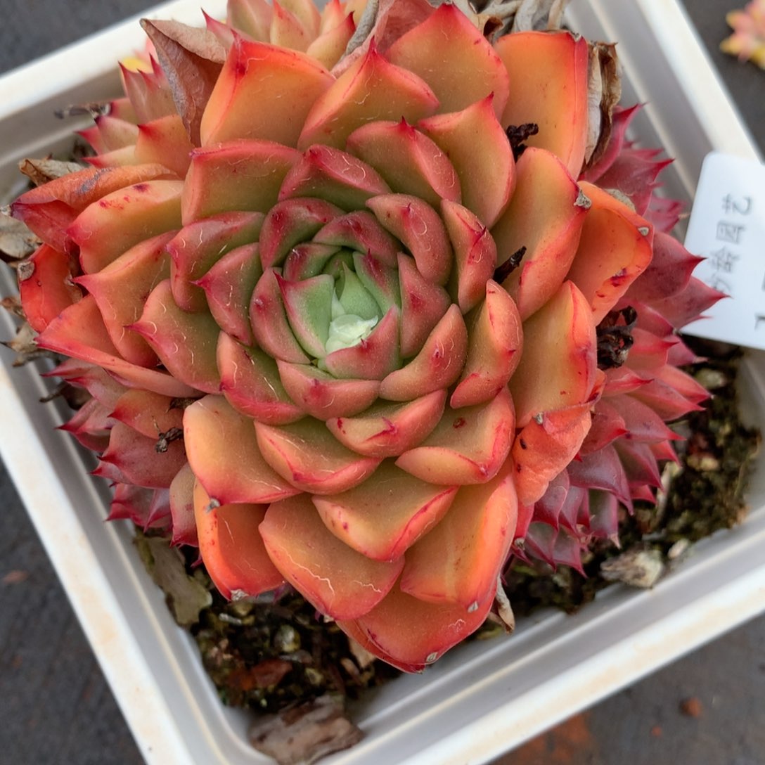 1763杂交精品基地9厘米