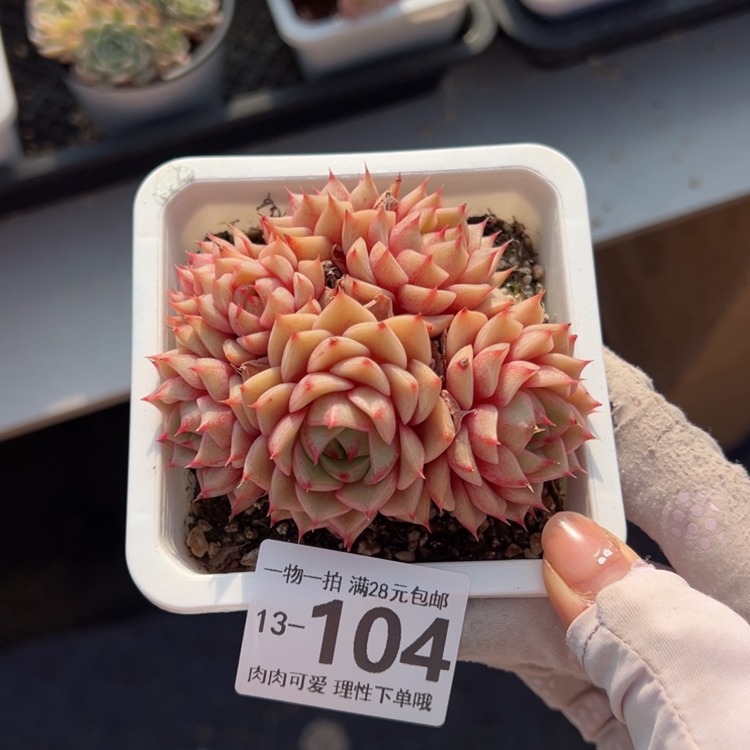 笨吧多肉多肉多肉多肉