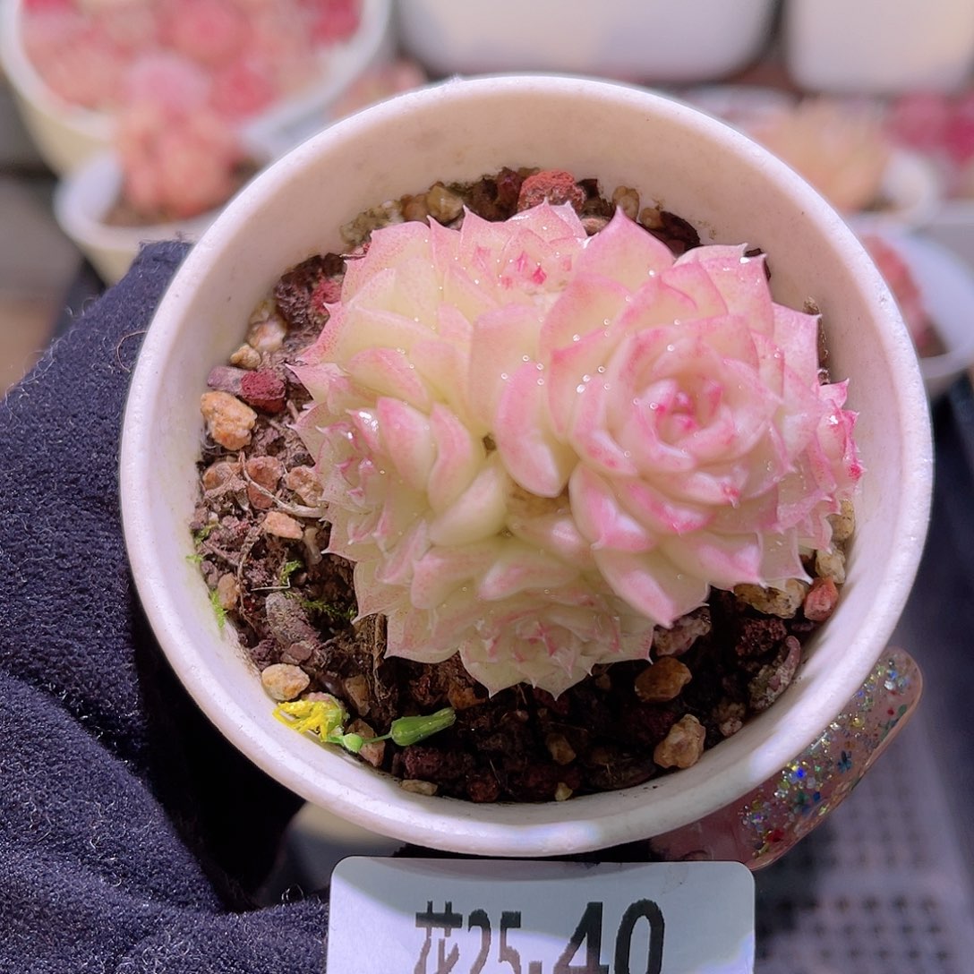 花利美25-40白天鹅