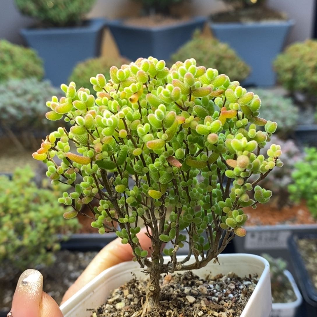 207蜜橘糖球枝干番杏