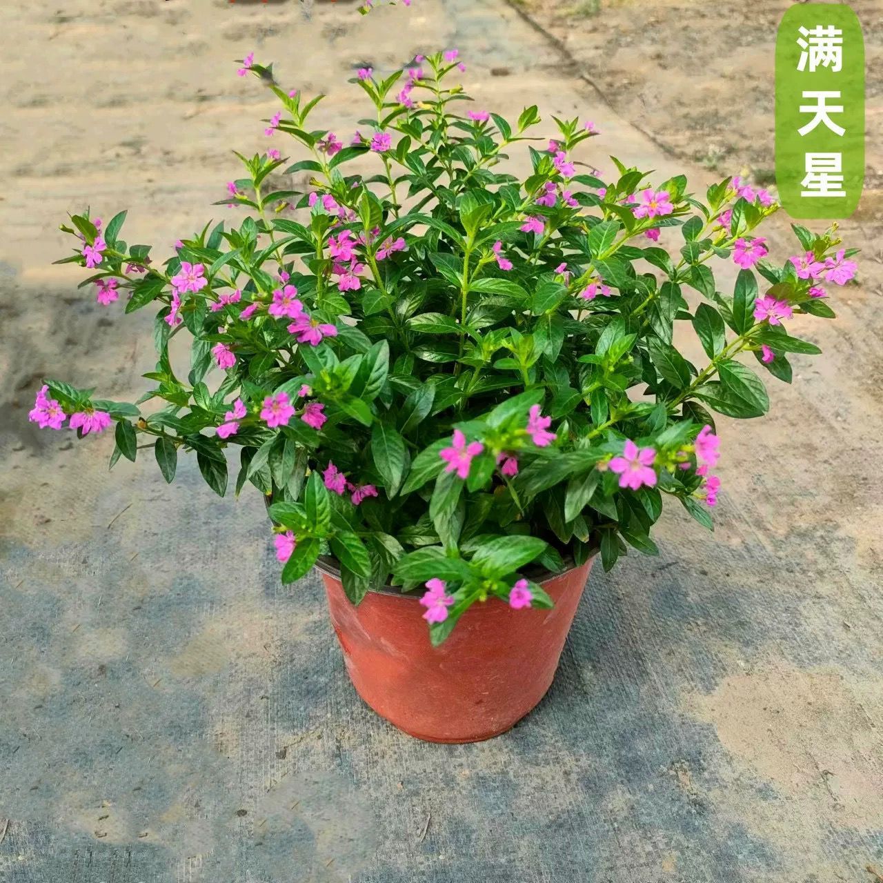 满天星盆栽带花苞阳台庭院好养工程绿化苗室内四季好养桌面绿植物